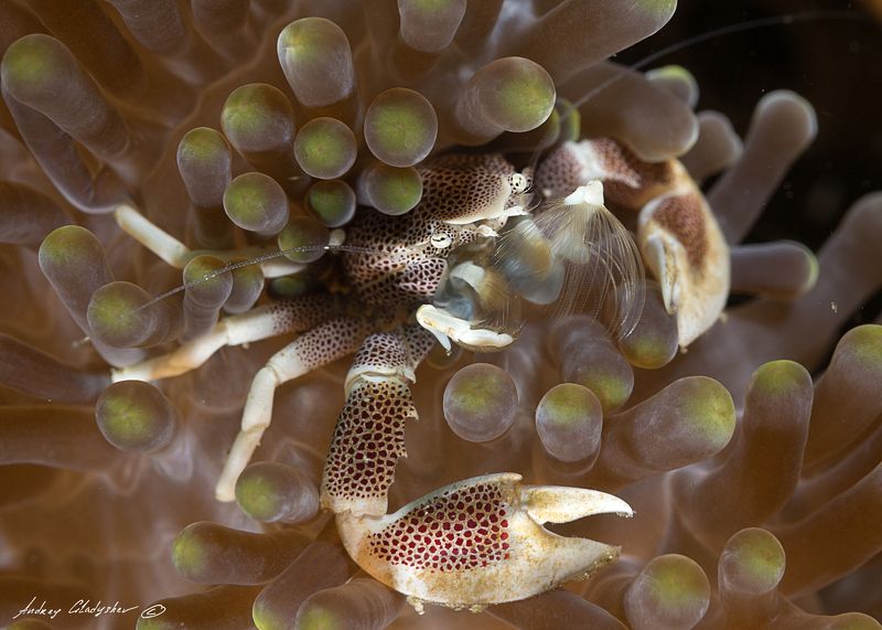 фарфоровый анемоновый краб Neopetrolisthes ohshimai фото превью