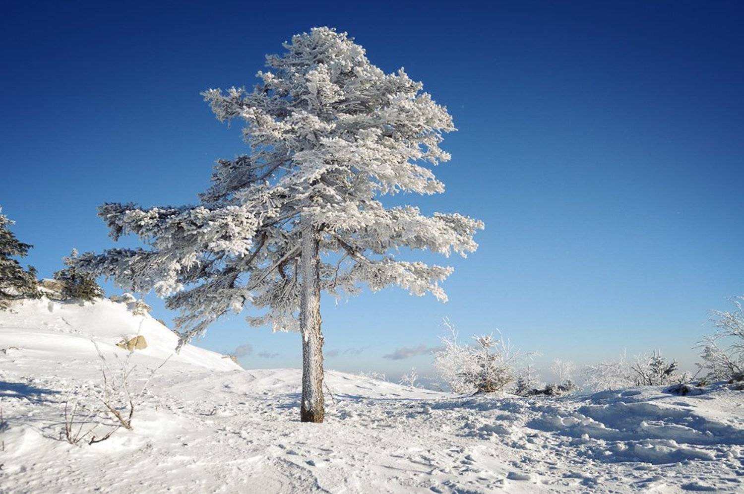 сихотэ-алинь, ливадийский, хребет, горы, ель, дерево, иней, приморье, приморский, дальний восток, дальневосточный, Александр Коновалов