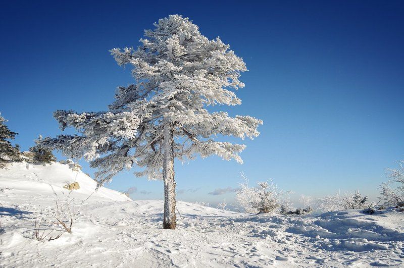 сихотэ-алинь, ливадийский, хребет, горы, ель, дерево, иней, приморье, приморский, дальний восток, дальневосточный В лесу она росла фото превью