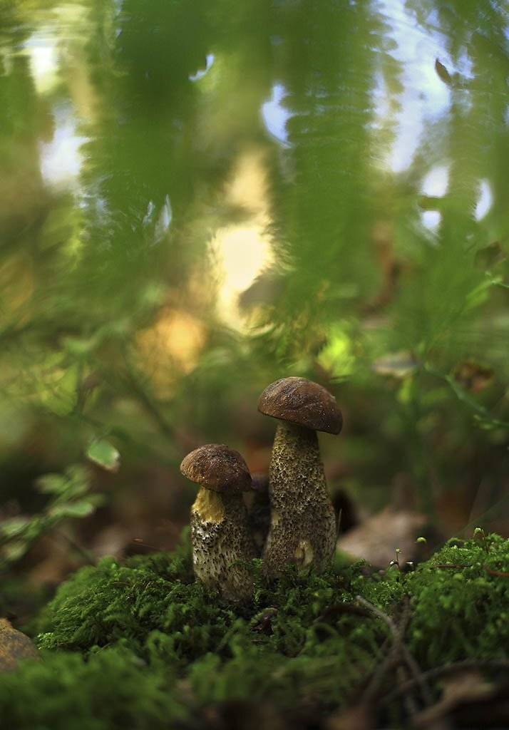 грибы; семья; природа; пень; коричневый; светлый фон; кора; трещина; влажное; осень; биологии; Ботанический; макро; лучшие линии; разноцветные; Флора; Лесная; зеленая; фон; мох; природные; на открытом воздухе; красивые; семян;, Виктор