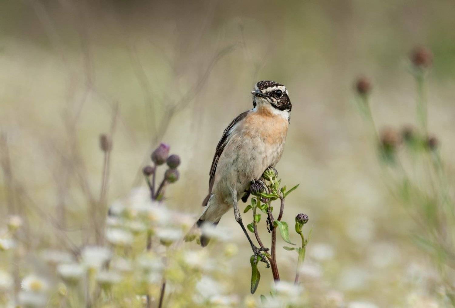 Лето, Поле, Птица, Олег Тыркин