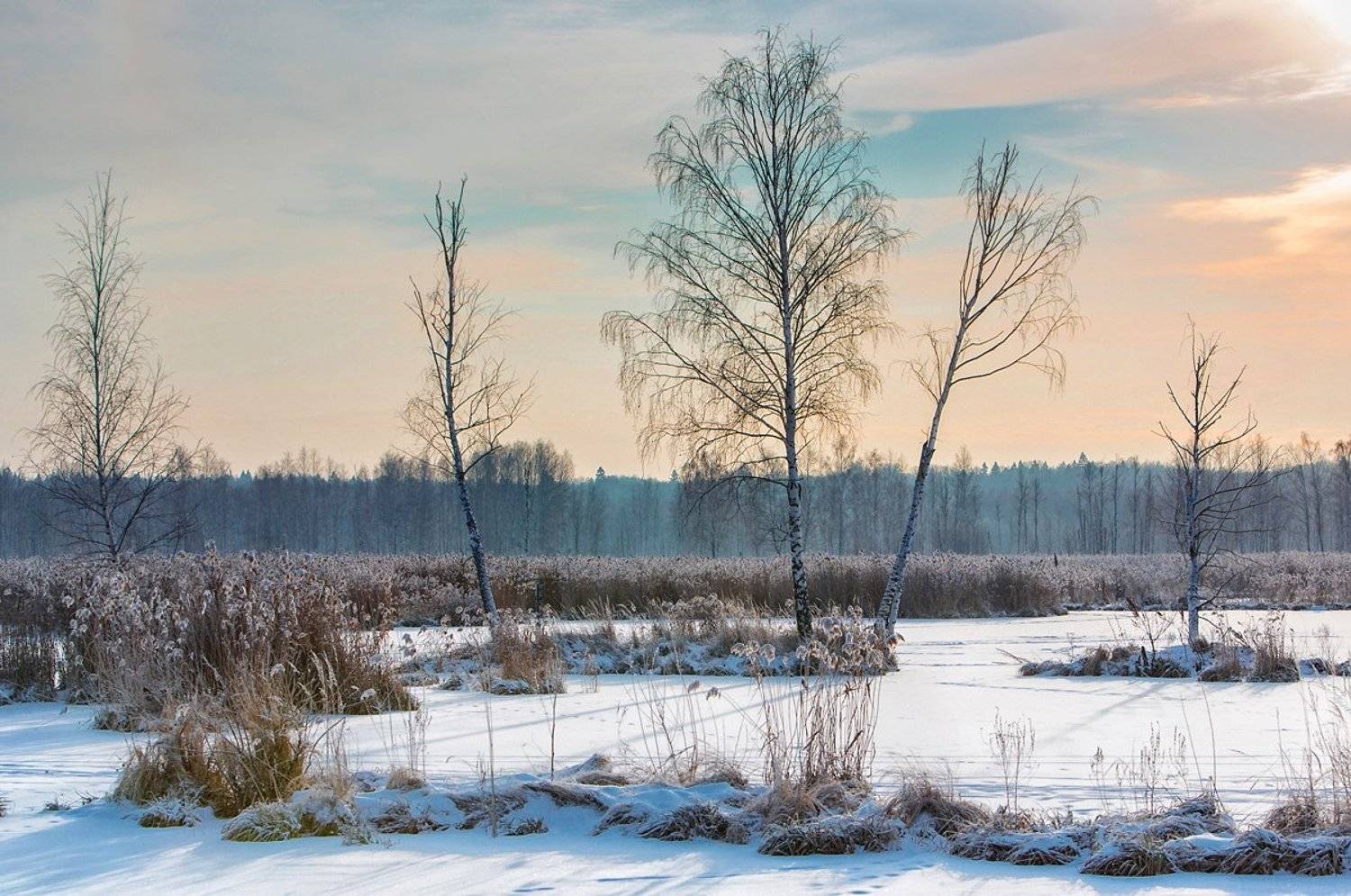 зима, лес, рассвет, закат, подмосковье, камыш, тростник, березы, солнце, Малышевы Влад и Ася