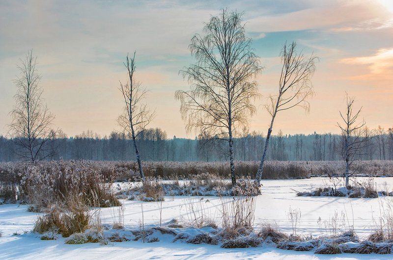 зима, лес, рассвет, закат, подмосковье, камыш, тростник, березы, солнце На болоте фото превью