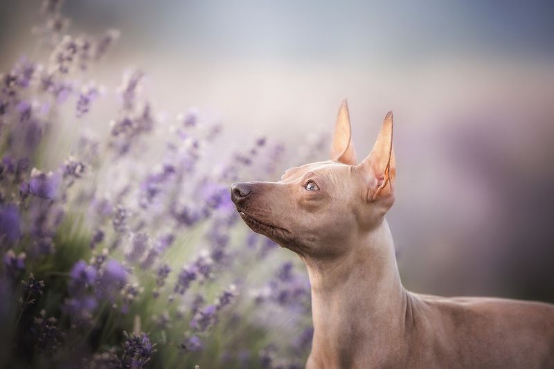 Lavender фото превью