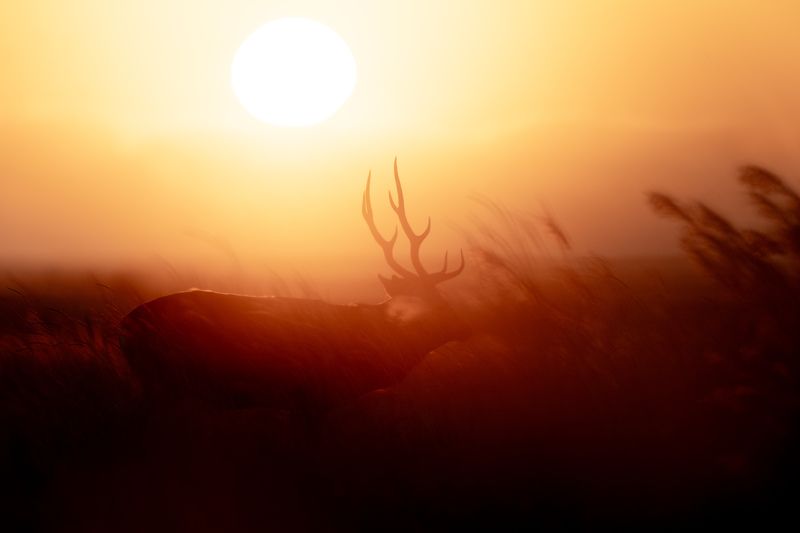 deer, autumn, silhouette Into the Light фото превью