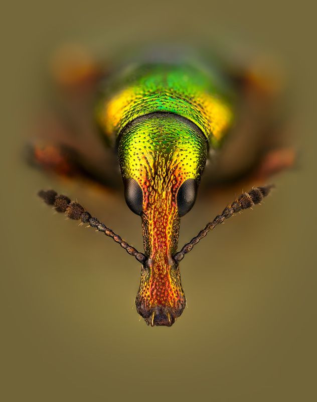 coleoptera, attelabidae, byctiscus betulae,трубковерт грушевый Трубковерт грушевый фото превью