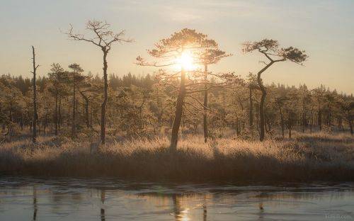 Морозное болото перед рассветом