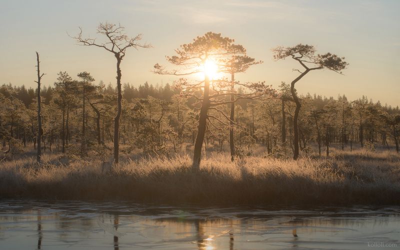 болото, иней, рассвет, карельский перешеек, ленинградская область Морозное болото перед рассветом фото превью