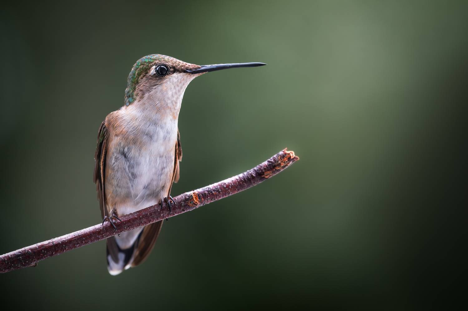bird, humming, hummingbird, hummingbirds, hummer, rufous, nature, animals, wild, action, dynamic, Atul Saluja