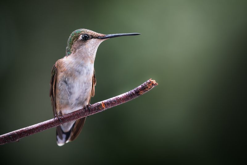 bird, humming, hummingbird, hummingbirds, hummer, rufous, nature, animals, wild, action, dynamic Wonderment фото превью