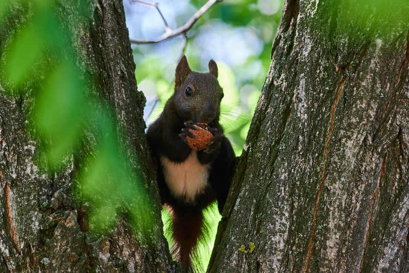 squirrel, volgograd, russia,  # фото превью