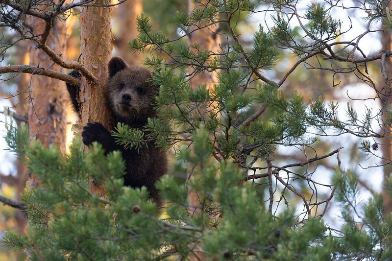 медведь мишутка фото превью
