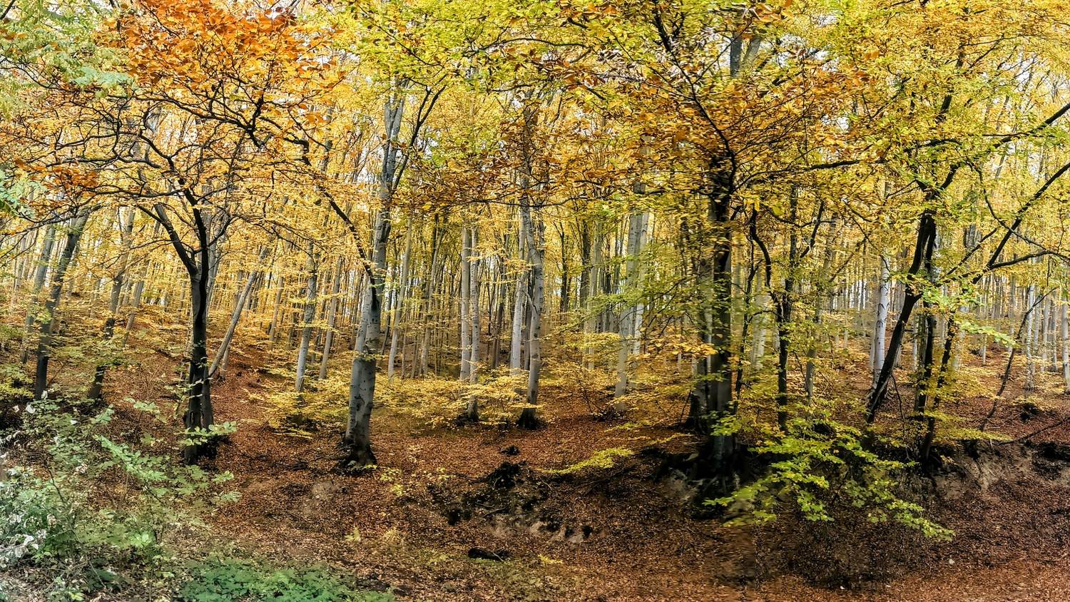 , Славов Георги