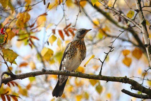 Рябинник (Turdus pilaris)