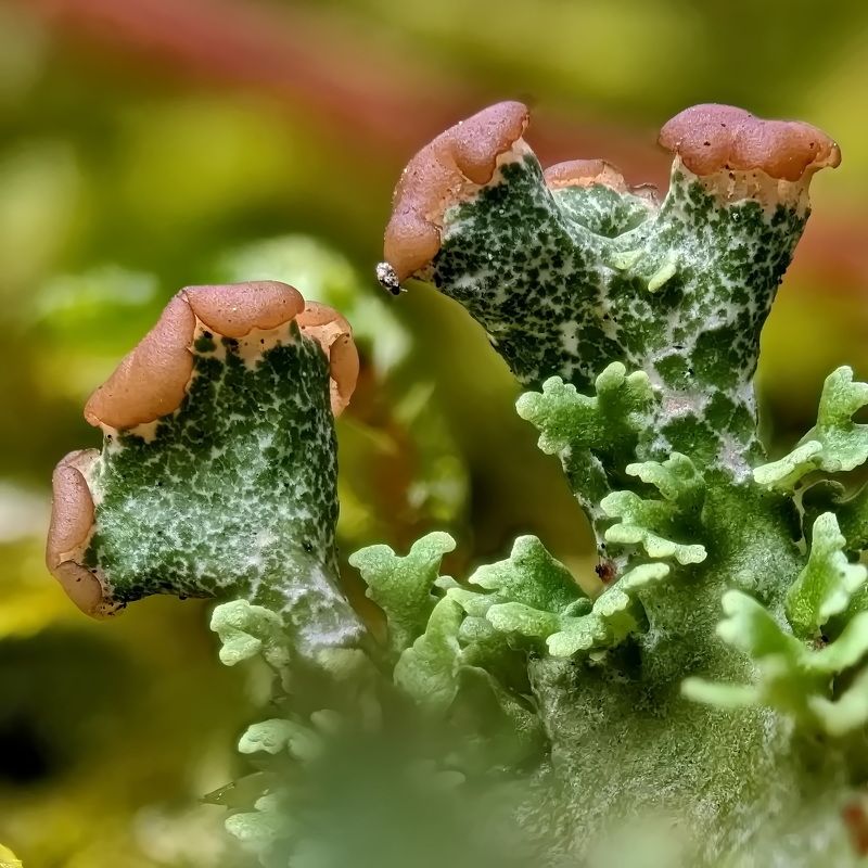 Cladonia gracilis (возможно) фото превью