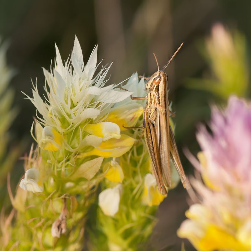 Усатый-полосатый фото превью