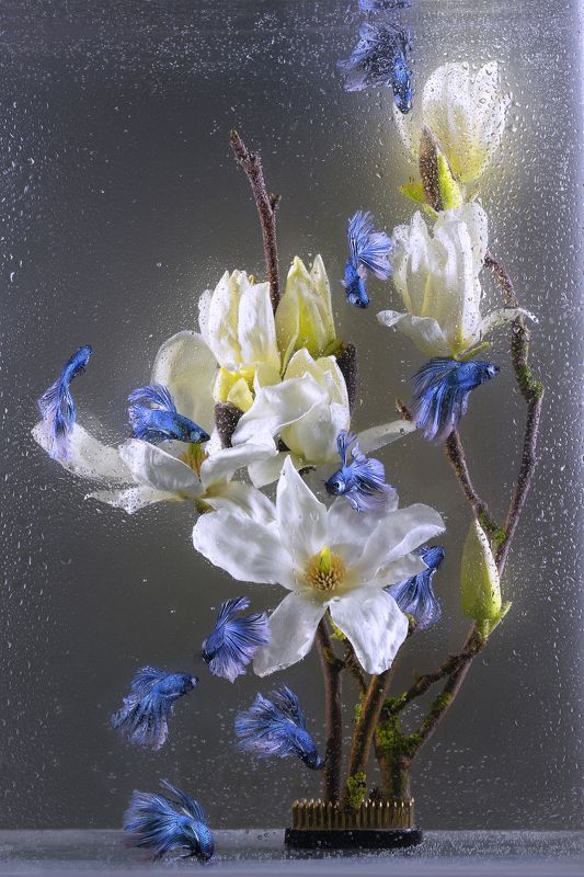 Магнолия и петушки Халф Мун фото превью