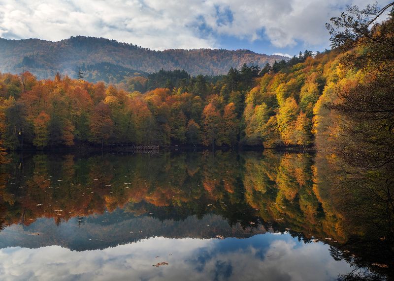 Reflection фото превью