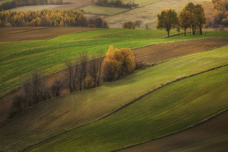 Nature, Tree, Day, Rural, Scene, Agriculture, Green, Color, Grass, Poland, Rural, Landscape Autumn фото превью
