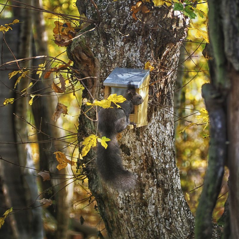 Residents of the forest фото превью