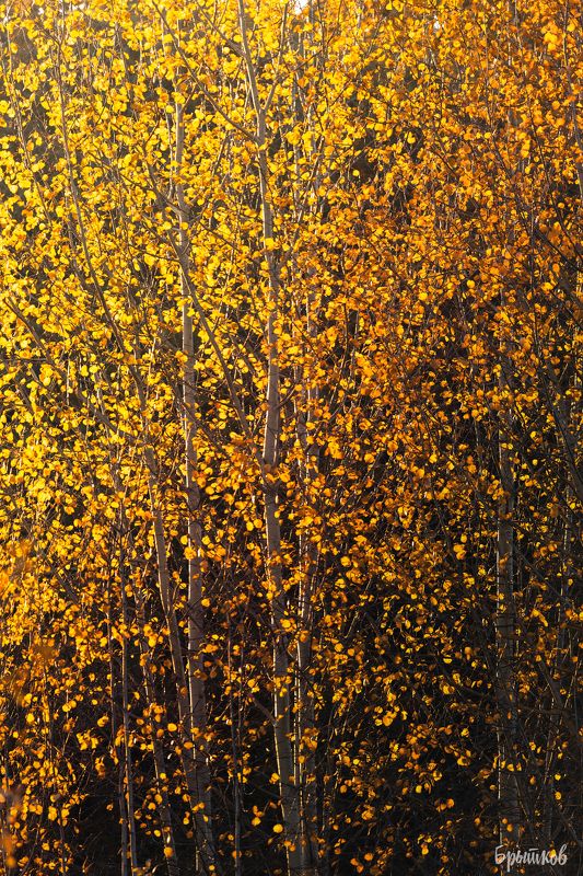 Золото осени фото превью