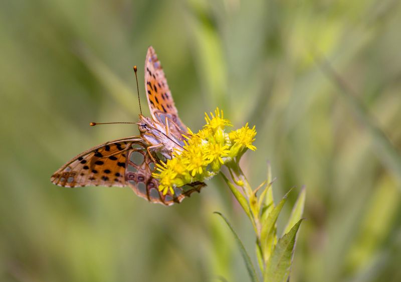 Перламутровка фото превью