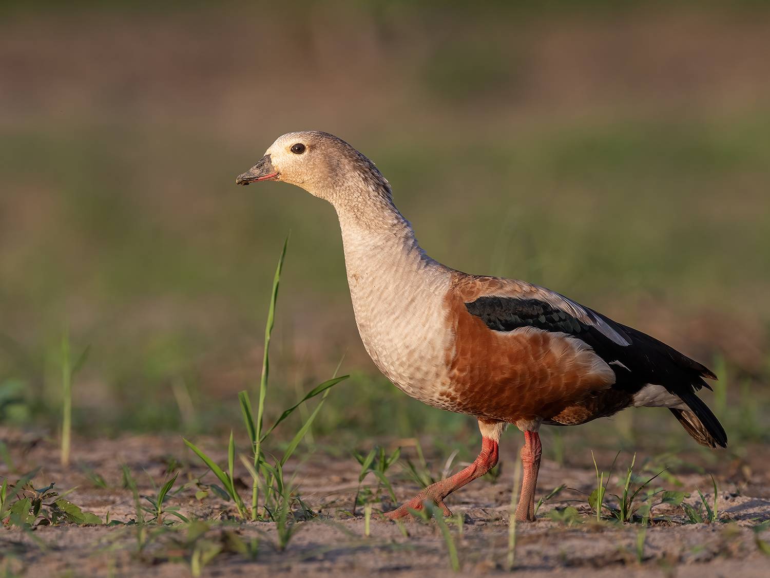 , Fernando Burgalin Sequeira