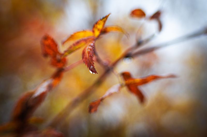 Капелька фото превью