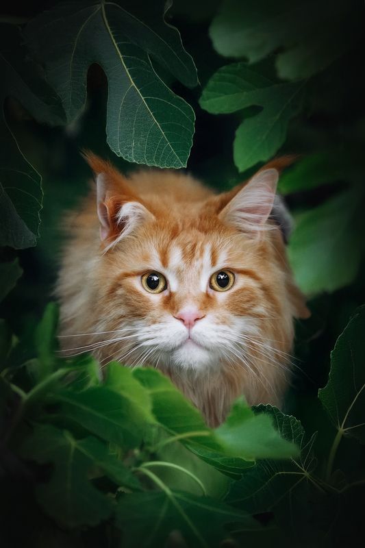 Look at me фото превью