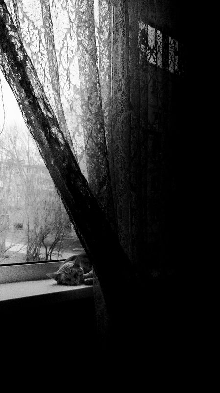 животные Дневной сон фото превью