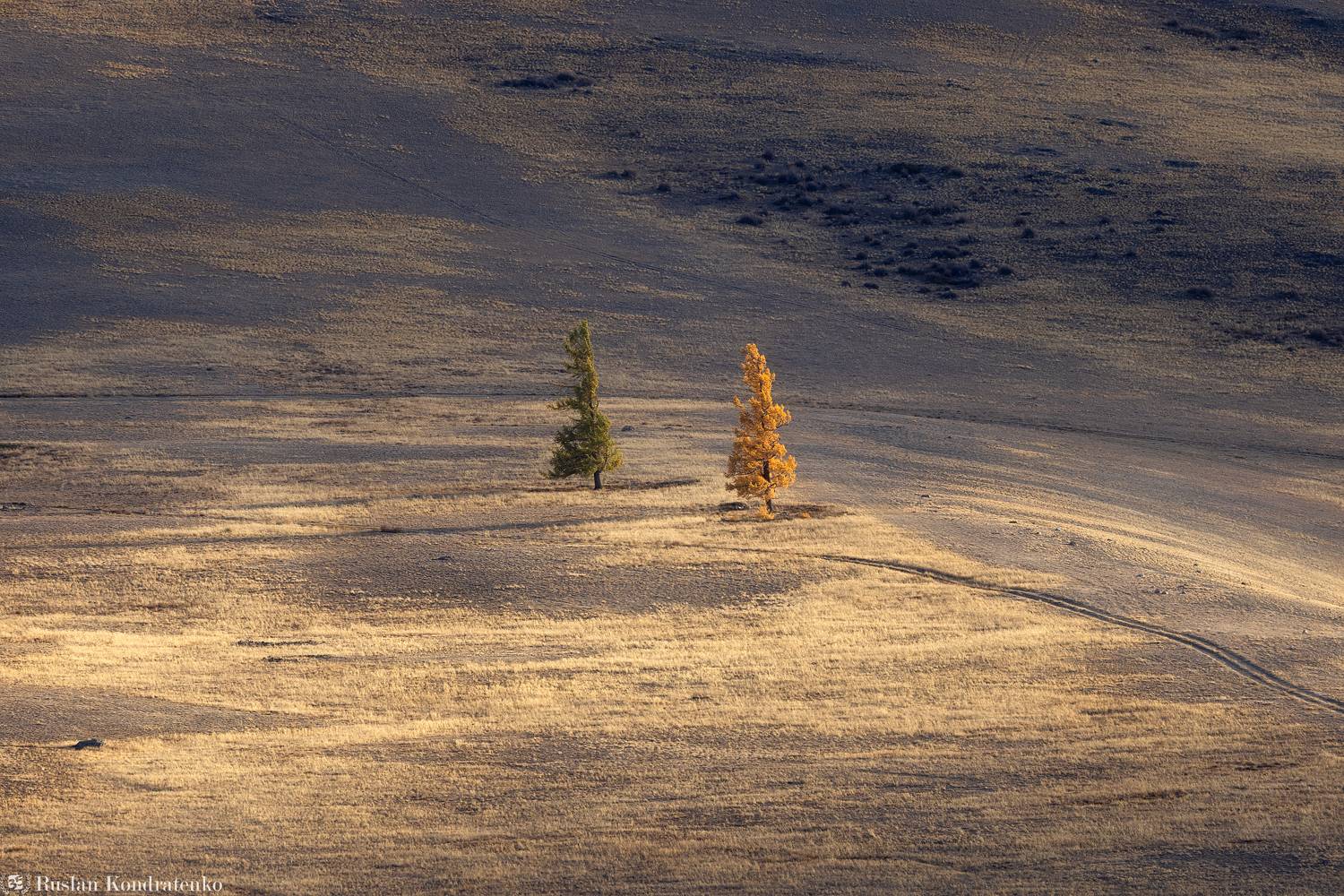 алтай, осень, горный алтай, лиственница, Кондратенко Руслан