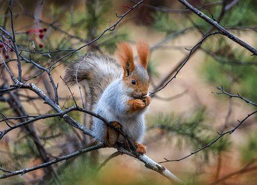 Маленькая шкода 2 ФОТО.