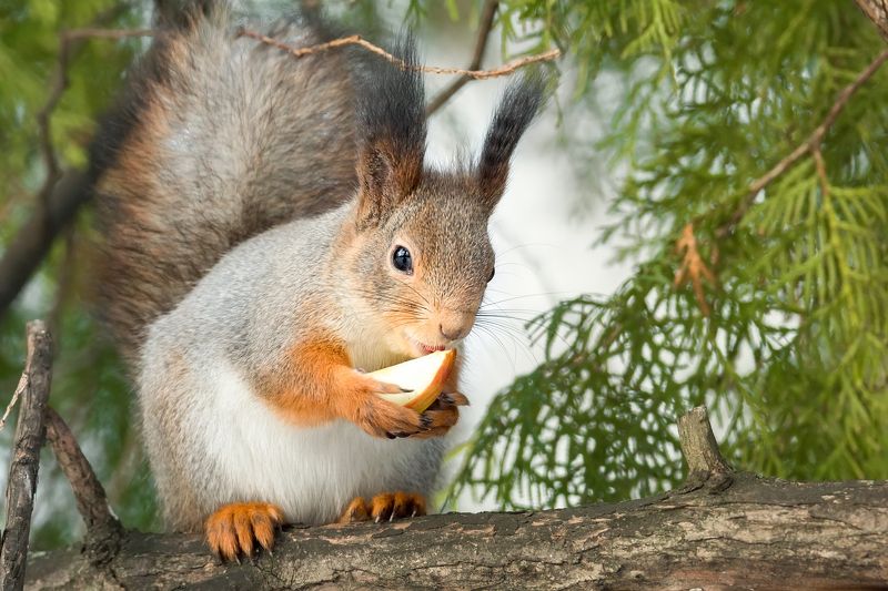 Белка с яблоком фото превью