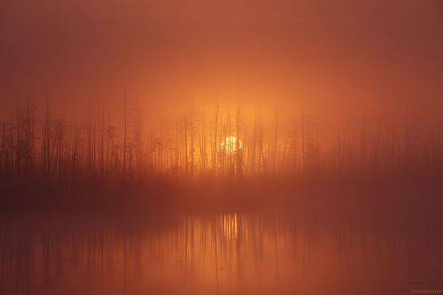 Солнце, сосны, кедры и туман