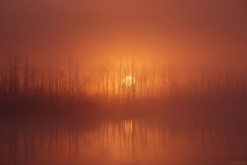 пейзаж, рассвет, озеро, туман, болото, осень, кедр, сосна, лес Солнце, сосны, кедры и туман фото превью