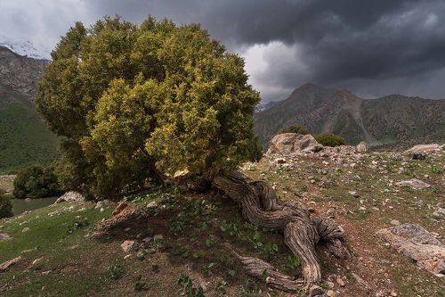Анчар как грозный часовой