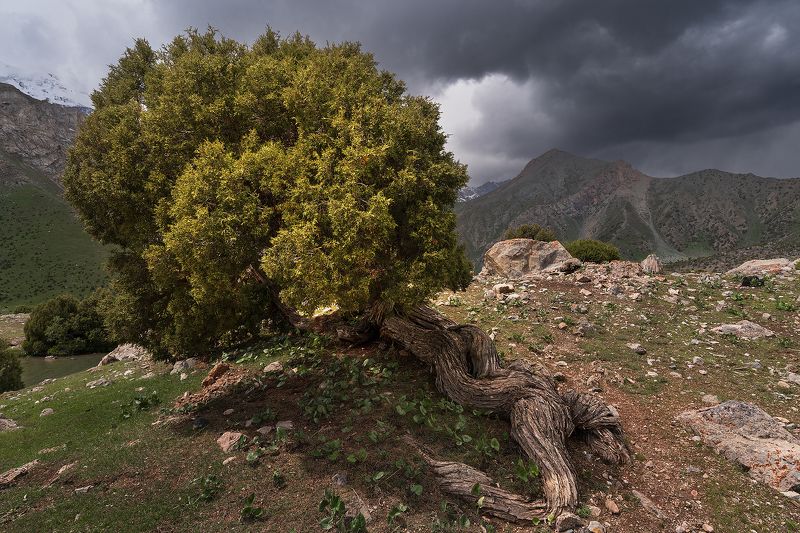 Анчар как грозный часовой фото превью