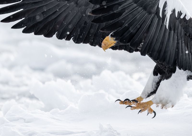 eagle, winter, air The White фото превью