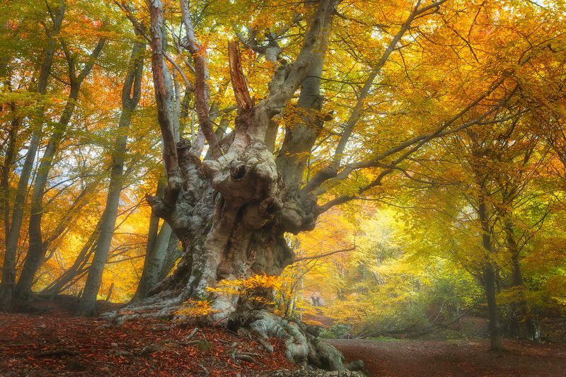 ****** фото превью