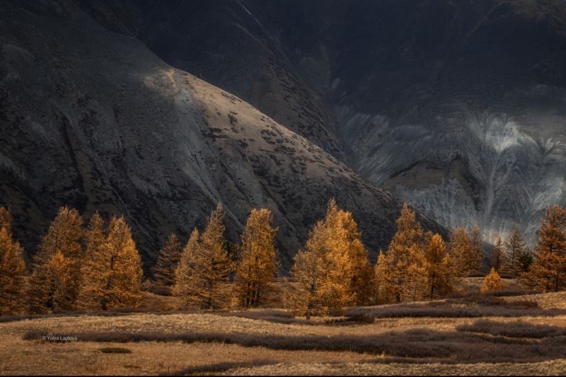 алтай, горный алтай, лиственницы \
