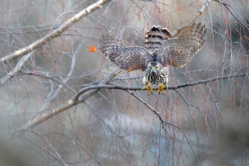 Ястреб тетеревятник. фото превью