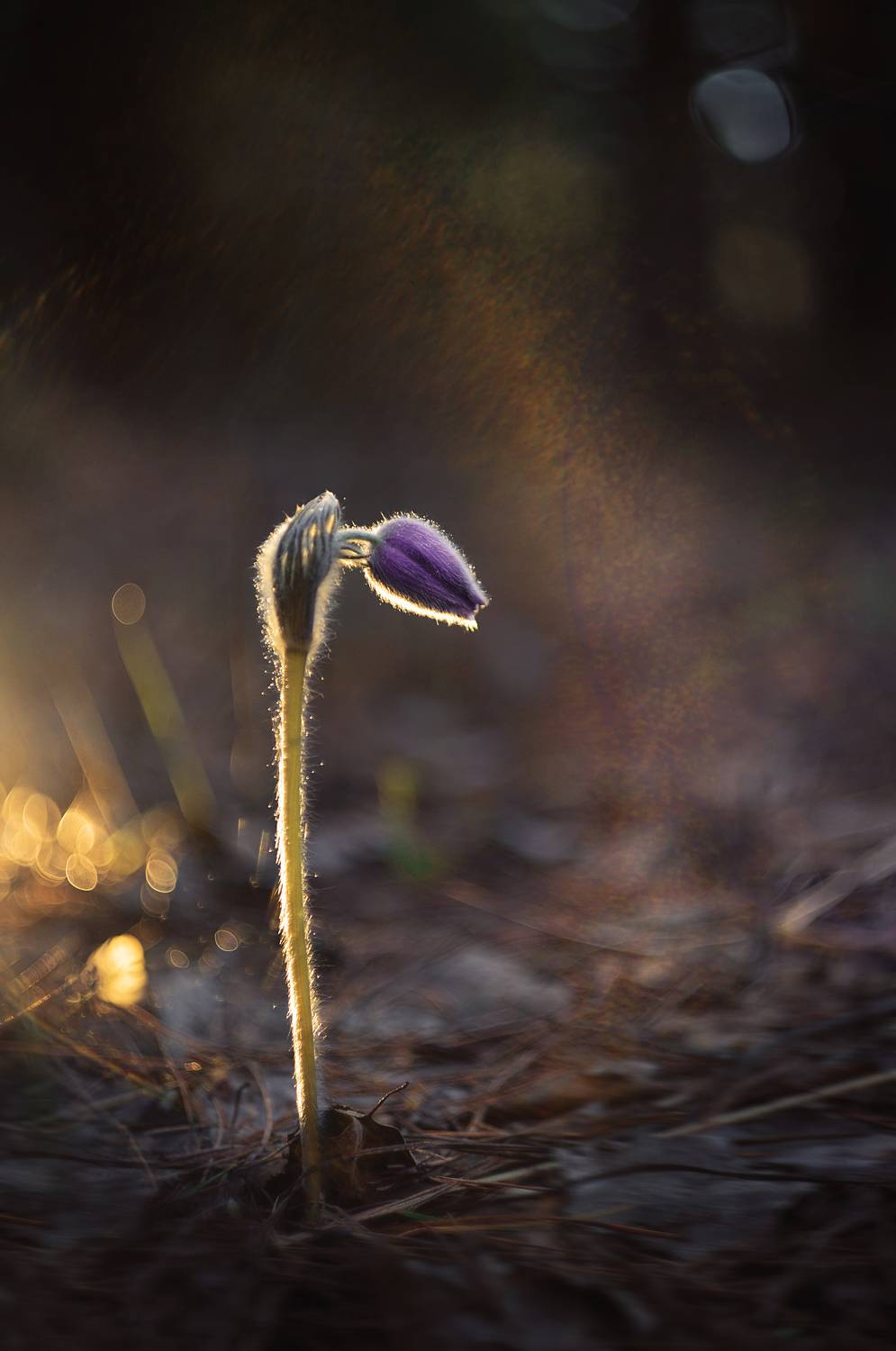 , Лапшина Владлена