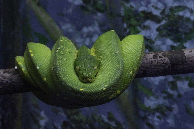 Green tree python фото превью