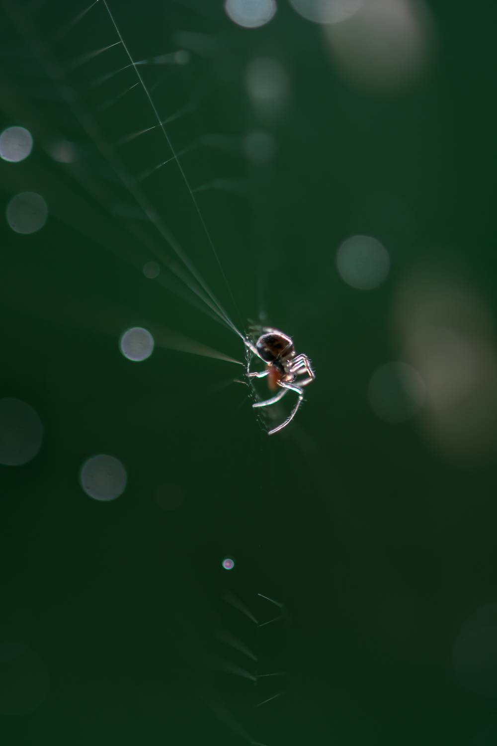 , Соварцева Ксения