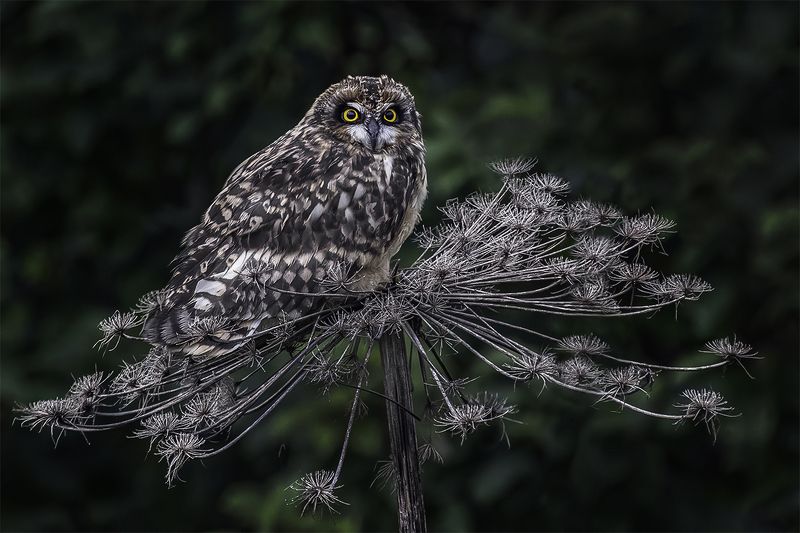 птица, сова, отдых На отдыхе фото превью