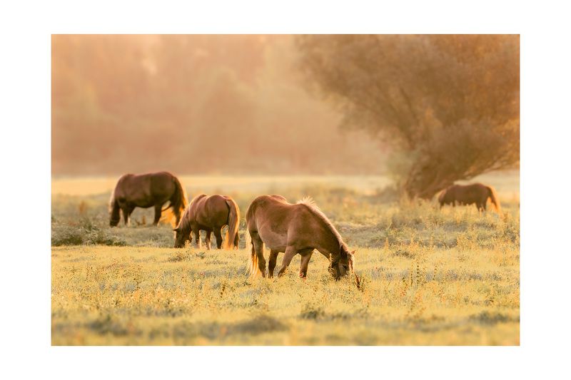 W kolorach jesieni фото превью