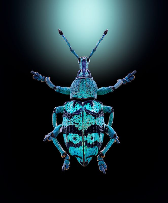 coleoptera, curculionidae, eupholus chevrolati, эуфолюс великолепный Эуфолюс великолепный фото превью