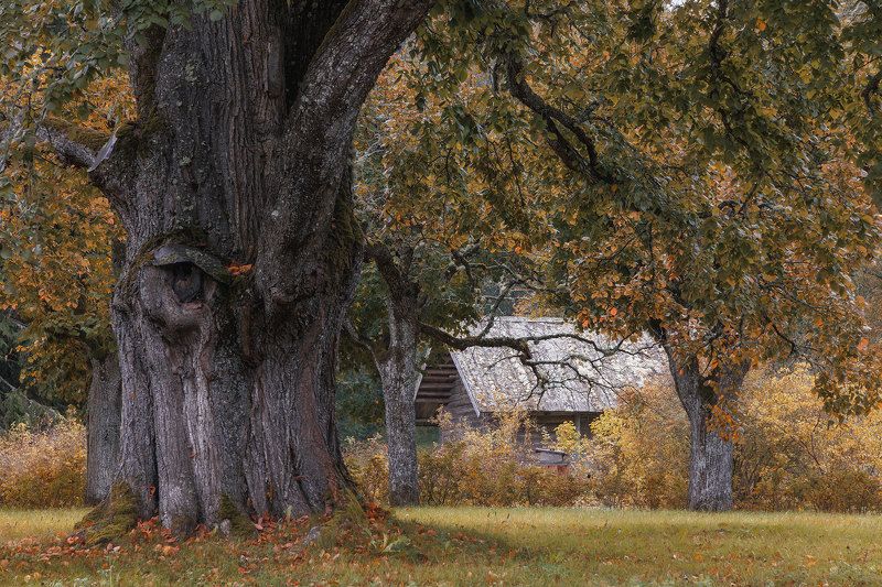 Он все видит... фото превью