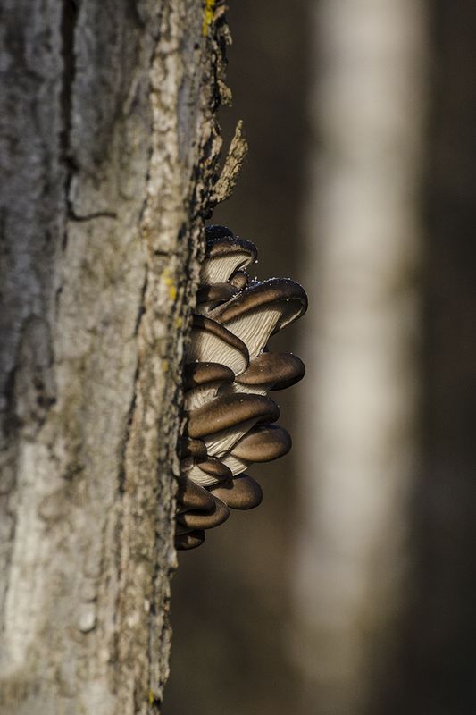 грибы вешенки осень ноябрь архангельское На солнечной стороне ноября фото превью