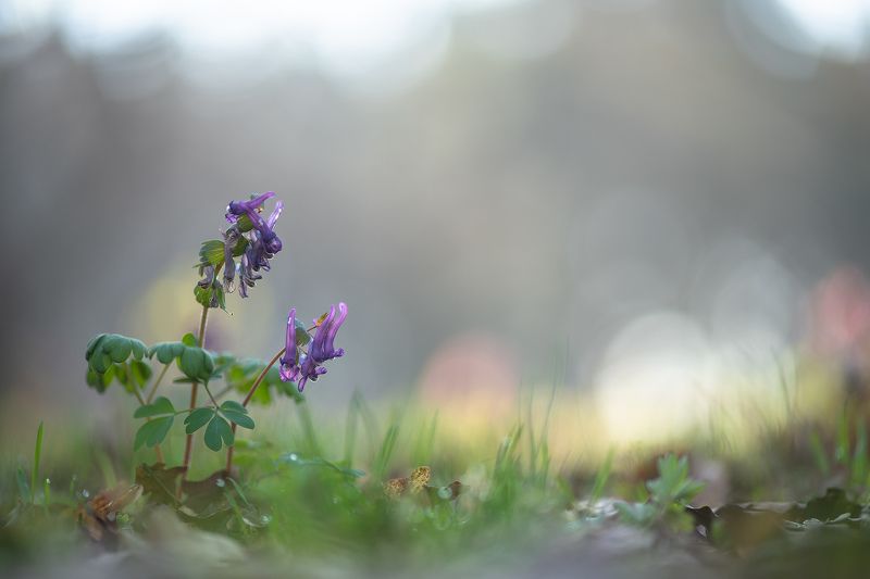 хохлатка, весна, свет, первоцвет, апрель, воронеж, россия, геннадий мещеряков Красавица хохлатка... фото превью